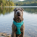 Load image into Gallery viewer, Sea Foam Chesapeake Bay Dog Harness