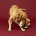 Load image into Gallery viewer, Hay There, Cutie! Plush Dog Toy