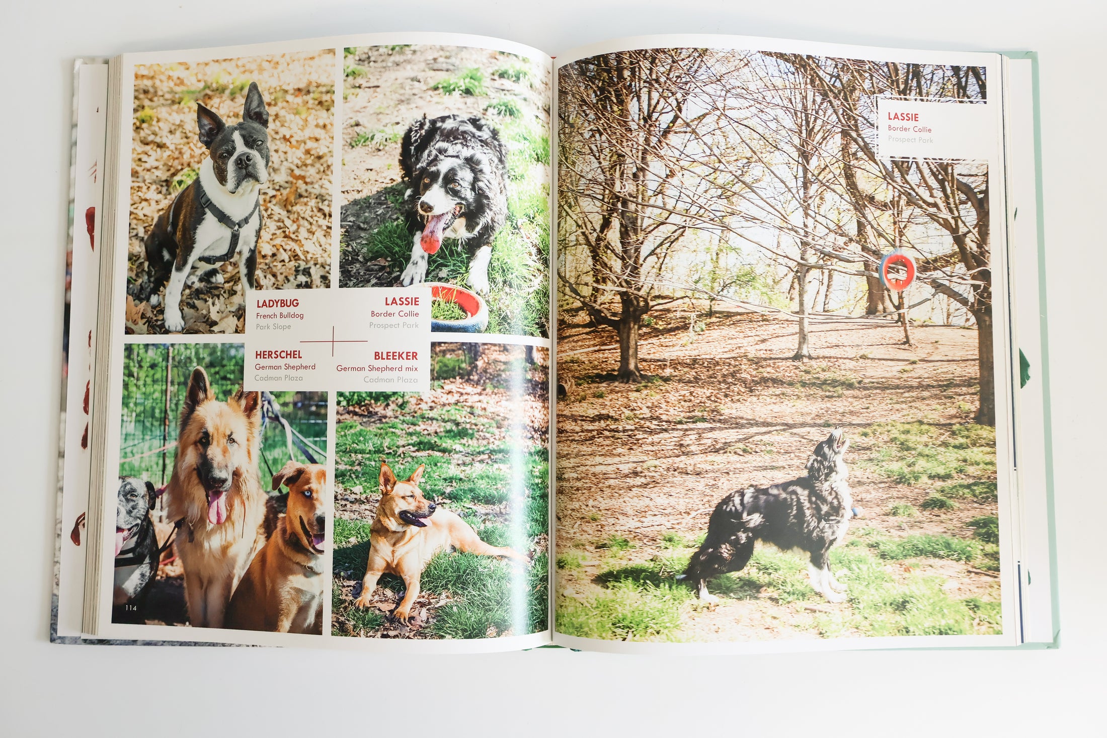 Canines Of New York