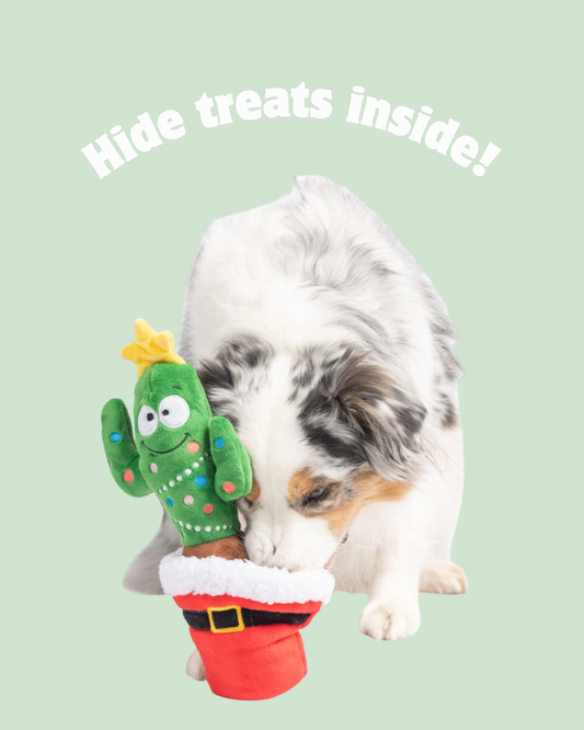 Holiday Cactus
