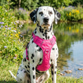 Load image into Gallery viewer, Pink Chesapeake Bay Dog Harness