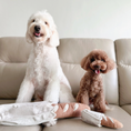 Load image into Gallery viewer, Baguette Enrichment Toy