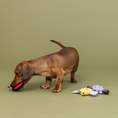 Load image into Gallery viewer, We'Re Super Fly 3pc Mini Plush Dog Toy Set