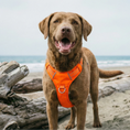 Load image into Gallery viewer, Orange Chesapeake Bay Dog Harness