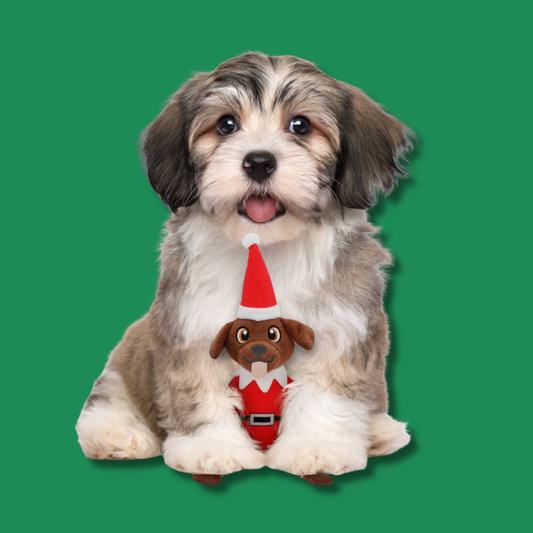 Dog on the Shelf