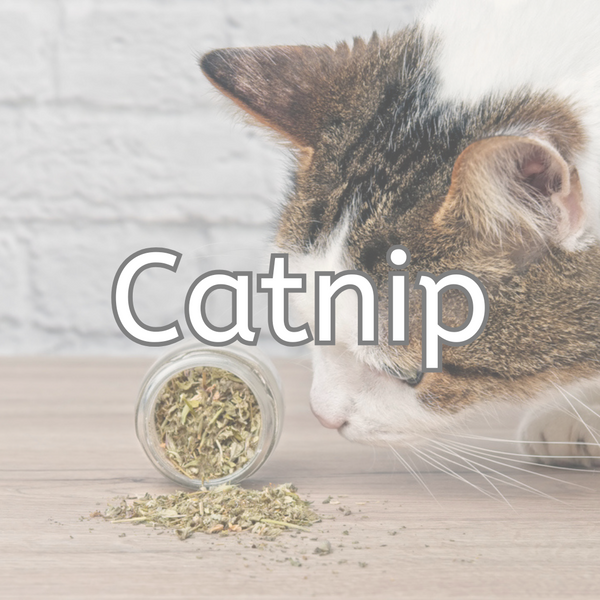 Catnip