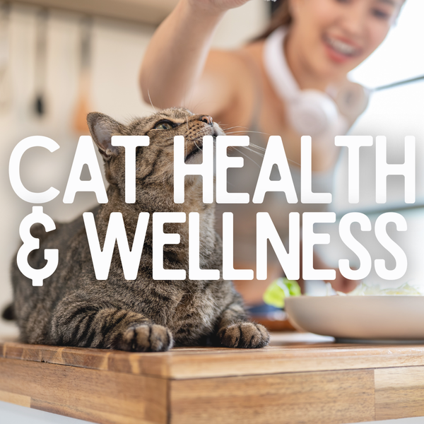 Cat Health & Wellness