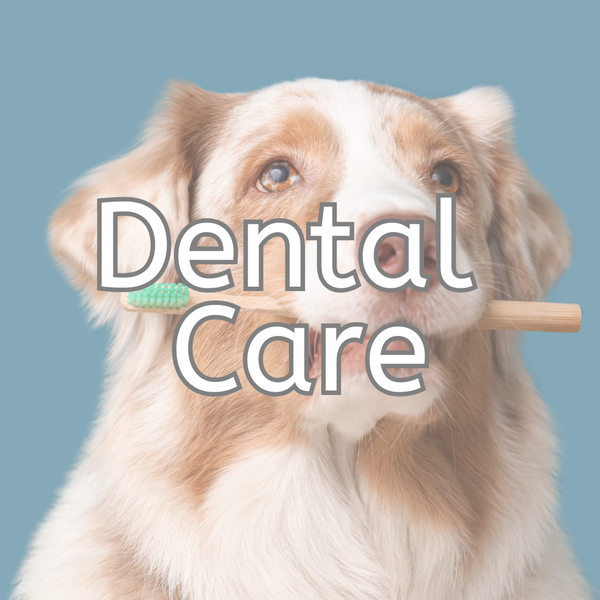 Dental Care