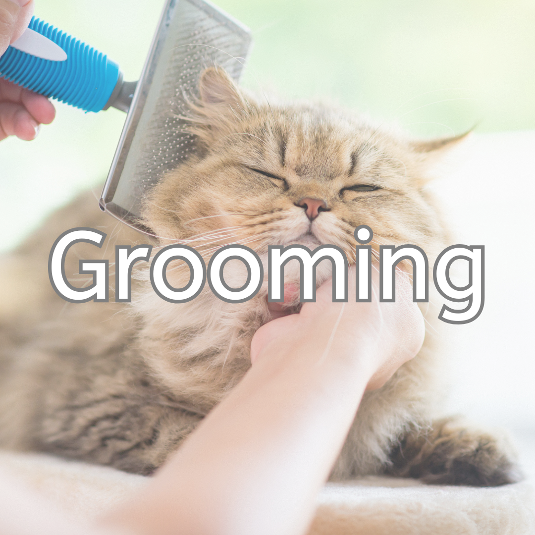Cat Grooming