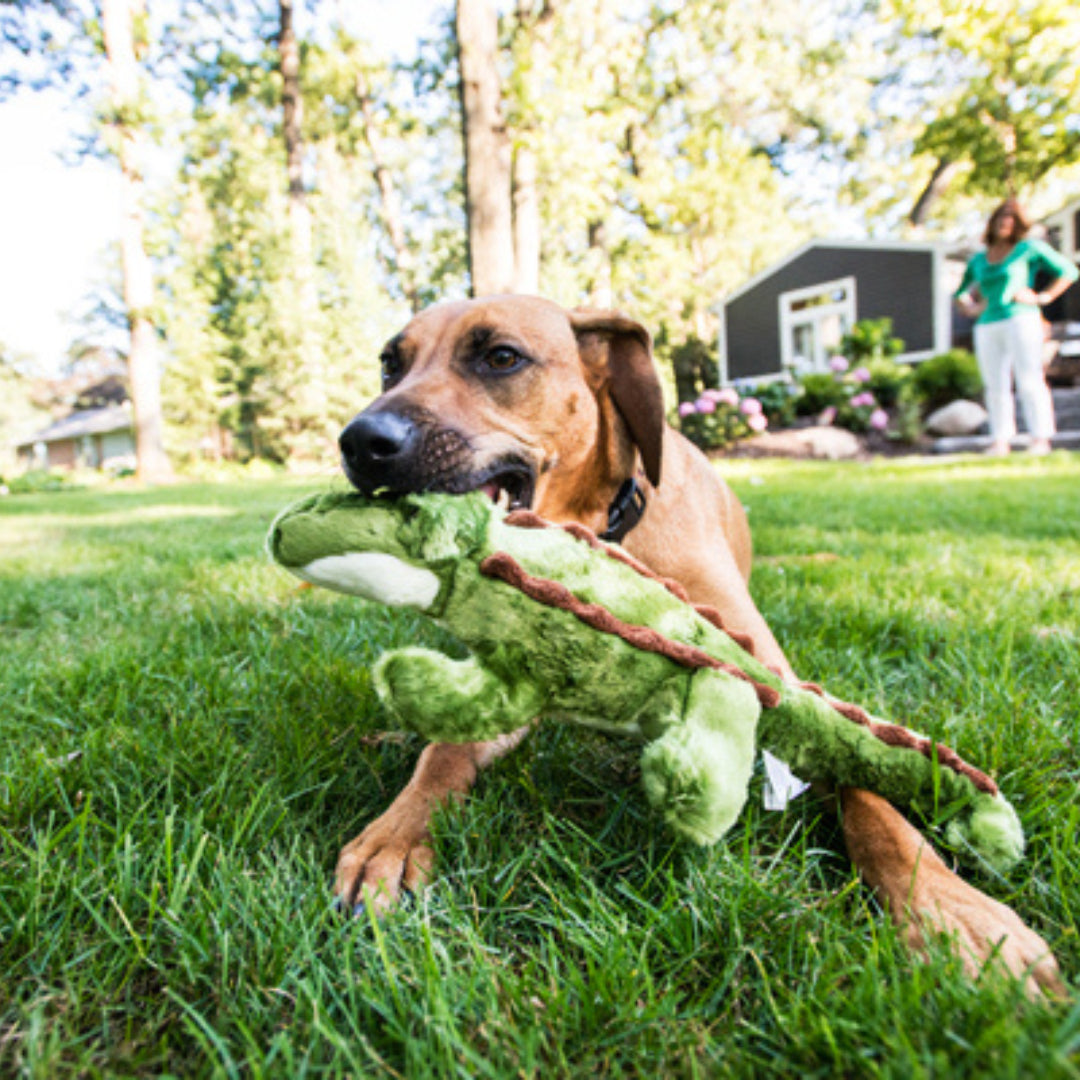 Georgia Gator