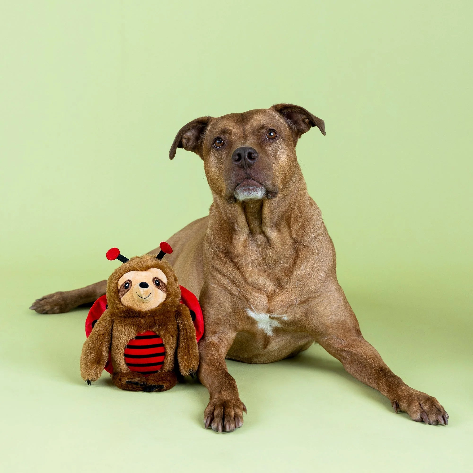 Little Ladybug Plush Dog Toy