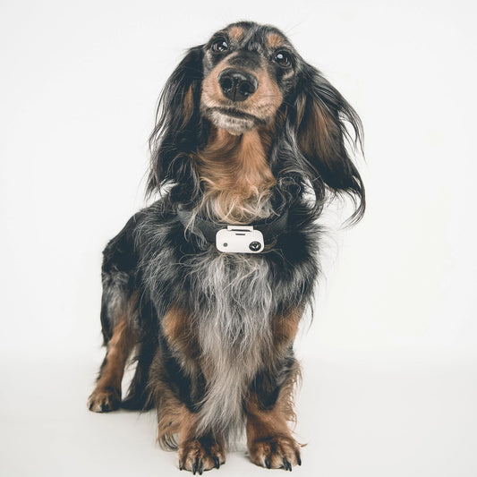 Tickless Mini Dog Chemical-Free Tick and Flea Repellent