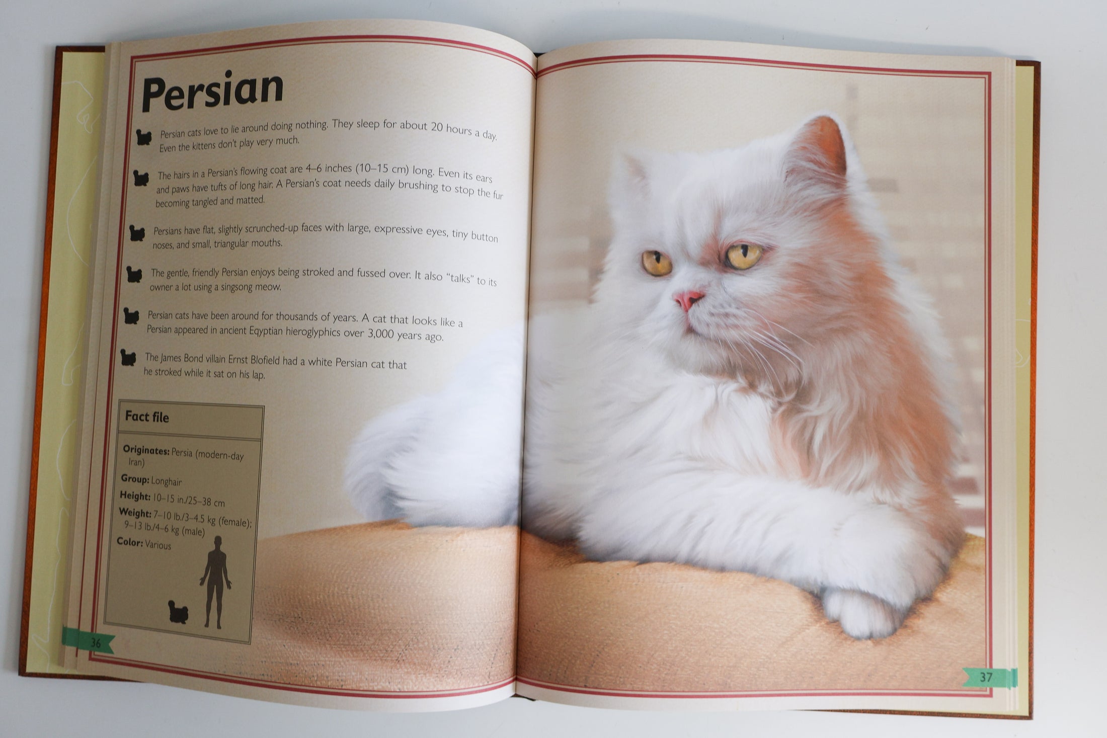 The Magnificent Book Of Cats