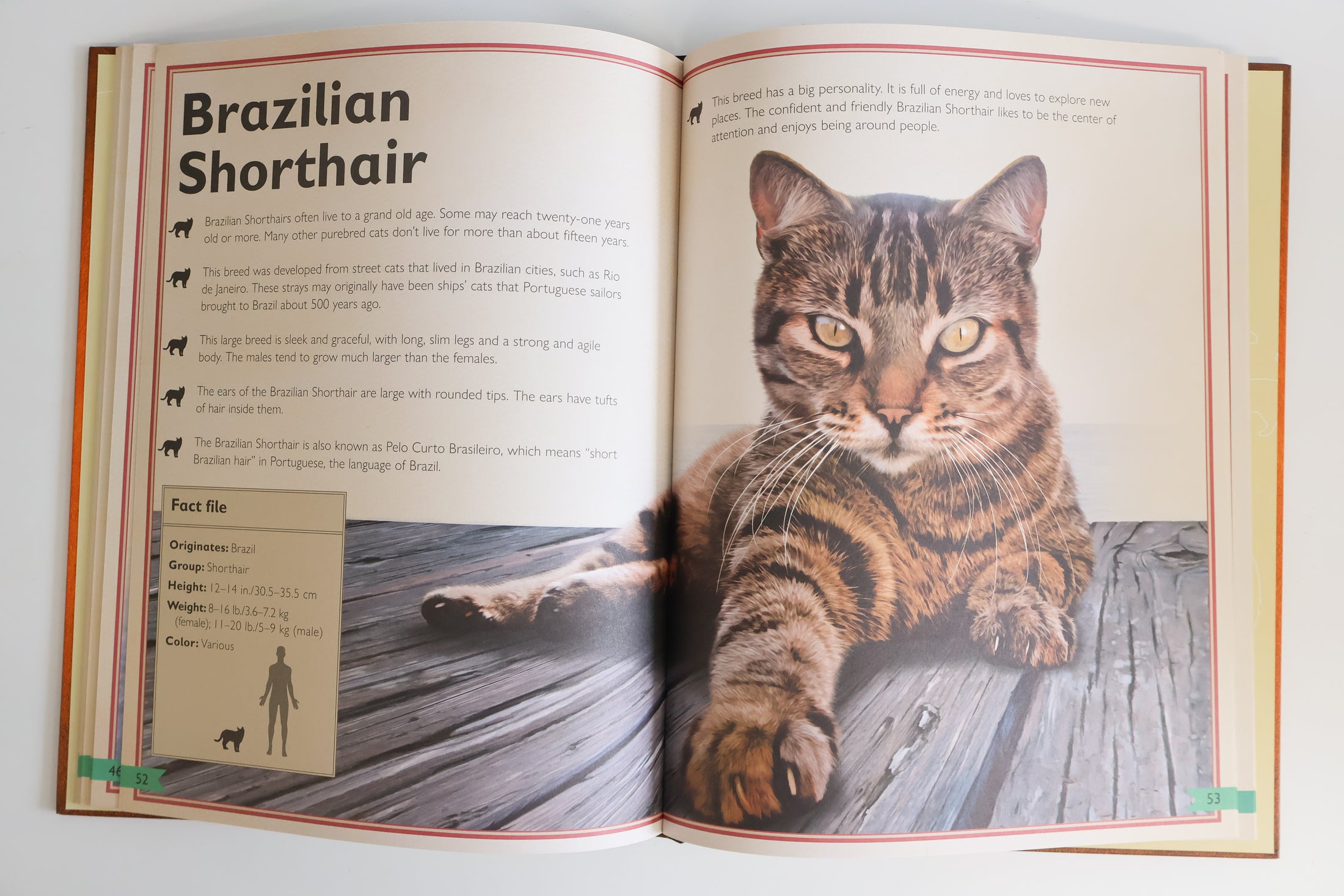 The Magnificent Book Of Cats