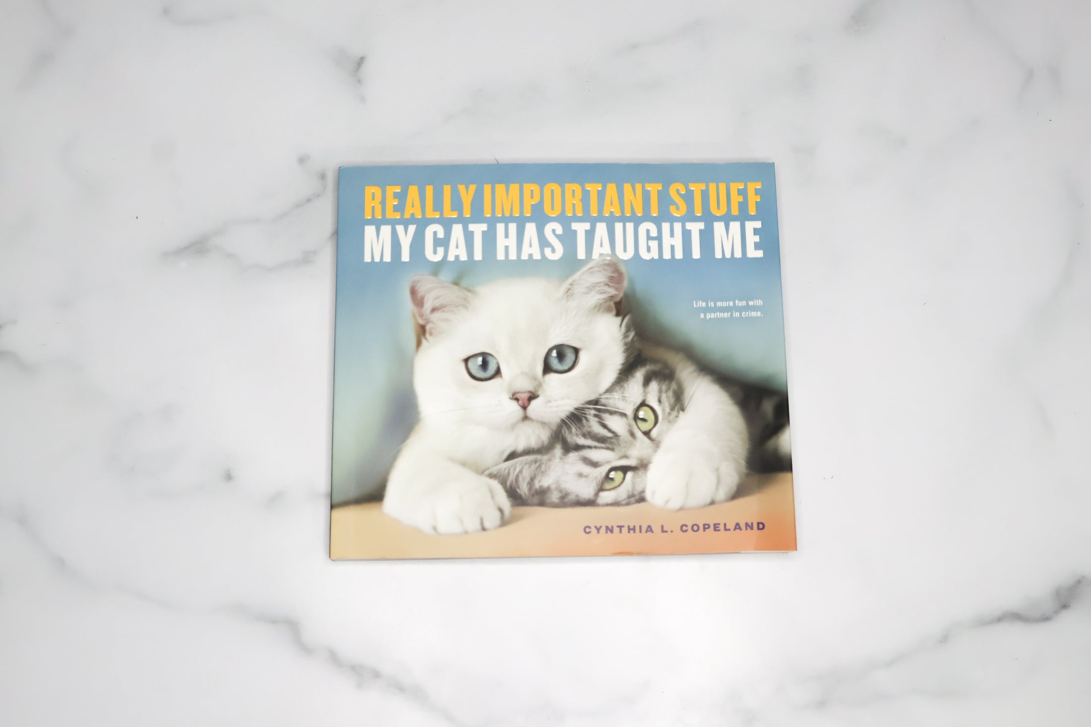 Really Important Stuff My Cat Has Taught Me