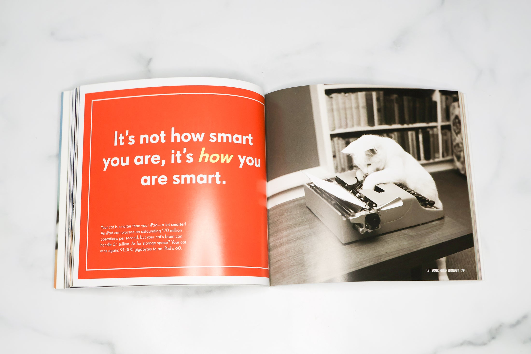 Really Important Stuff My Cat Has Taught Me