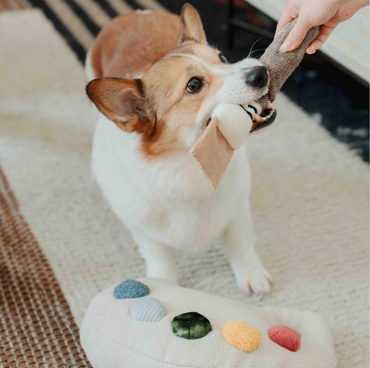 Color Palette Set // Enrichment Dog Toy