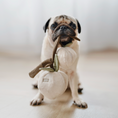 Load image into Gallery viewer, Momo//Enrichment Dog Toy
