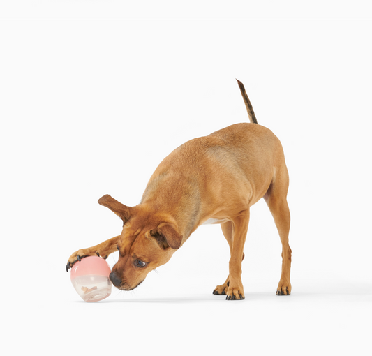 Bark Super Chewer Valentine's Tipsy Rosé Rubber Wine Dog Toy