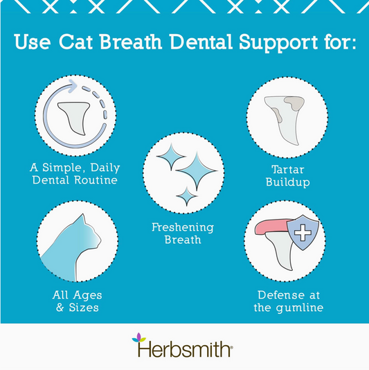 Dental Support for Cats
