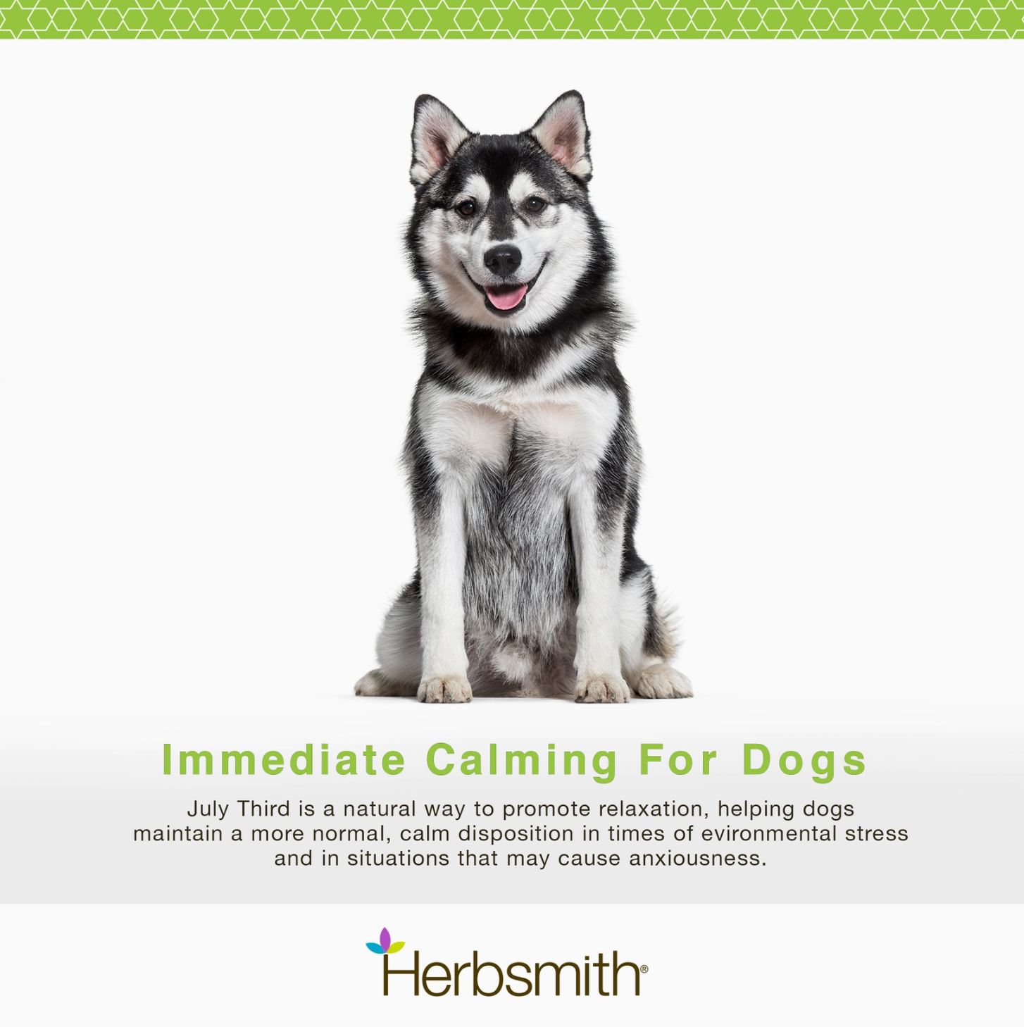 Immediate Calming for Dogs