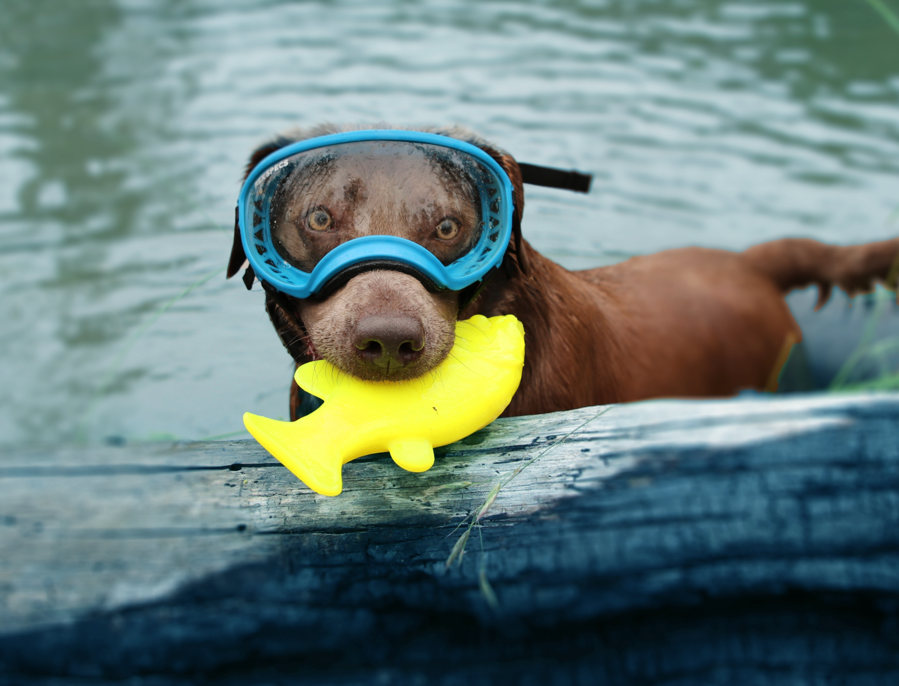 RuffDawg Minnows