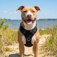 Load image into Gallery viewer, Black Chesapeake Bay Dog Harness
