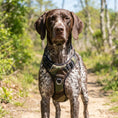 Load image into Gallery viewer, Camo Chesapeake Bay Dog Harness
