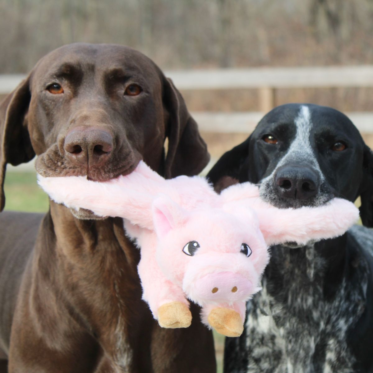 Flying Pig Fling and Fetch Toy for Dogs
