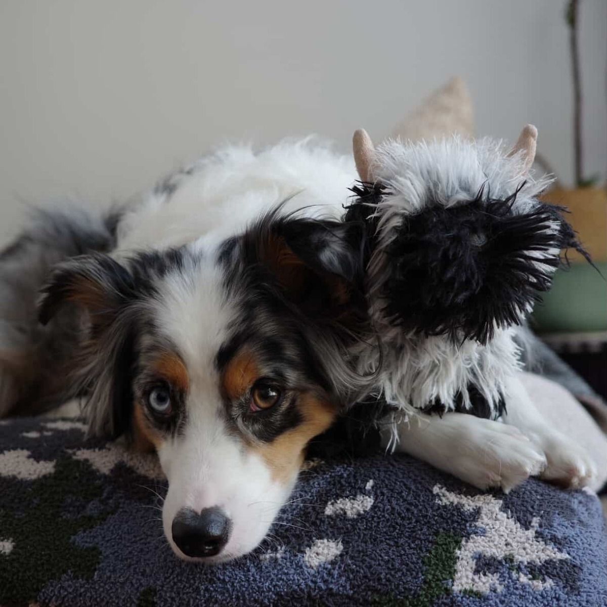 Highland Sheep with Squeaker Dog Toy