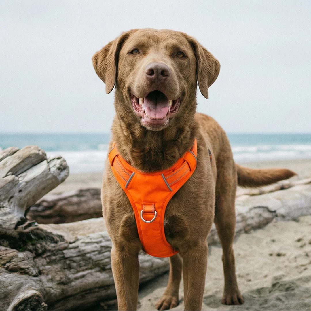 Orange Chesapeake Bay Dog Harness