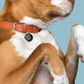 Load image into Gallery viewer, Adopt Don't Shop Black Pet Id Tag
