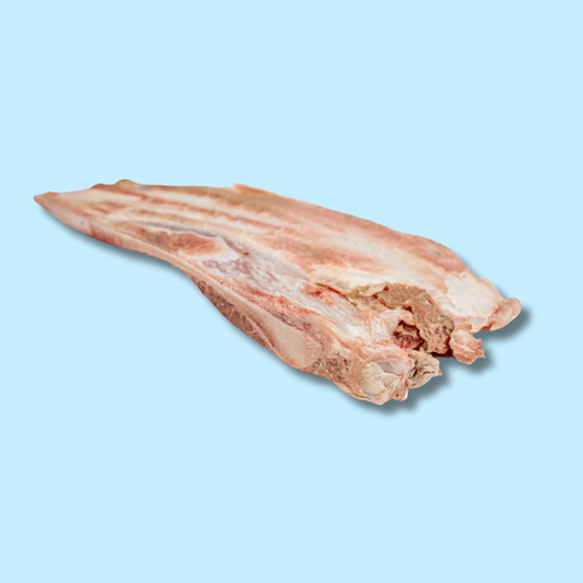 Bison Scapula Chew