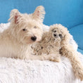 Load image into Gallery viewer, Sloth Rope Body Dog Toy
