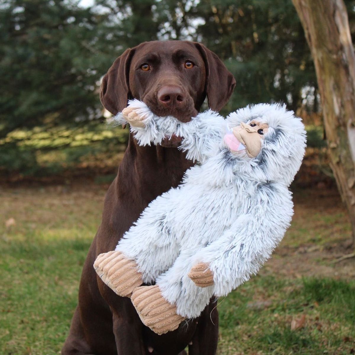 Tall Tails Yeti with Squeaker